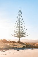 Baum bei Sonnenuntergang
