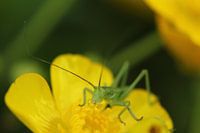 une belle sauterelle