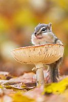 Herbst mit den Eichhörnchen 2