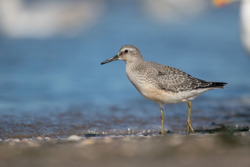 Kanufahren an der Küste von Mathijs De Koning