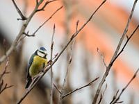 Mésange bleue à l'affût