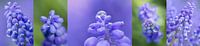 panorama 5 luik van macro blauwe druif