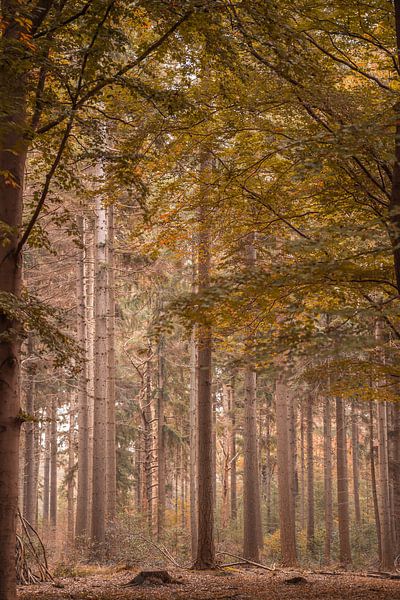 Märchenwald in herbstlicher Atmosphäre von Dafne Vos