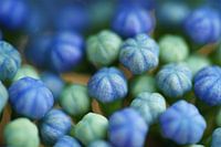 Blauwe Knoppen van Hortensia