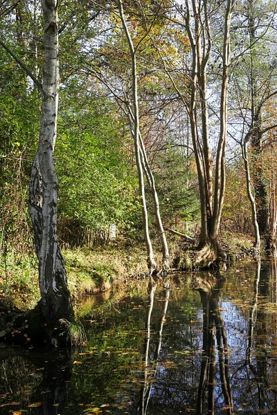 Spreewald by Thomas Jäger
