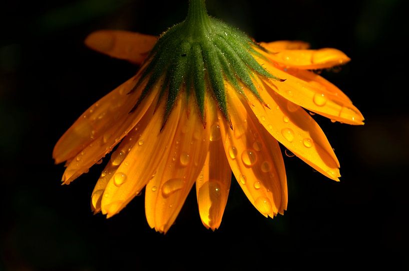 Na regen komen druppels van Corinne Welp