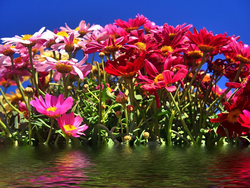 Fleurs de Bach par Edgar Schermaul