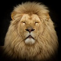 Closeup from the King Of the Jungle