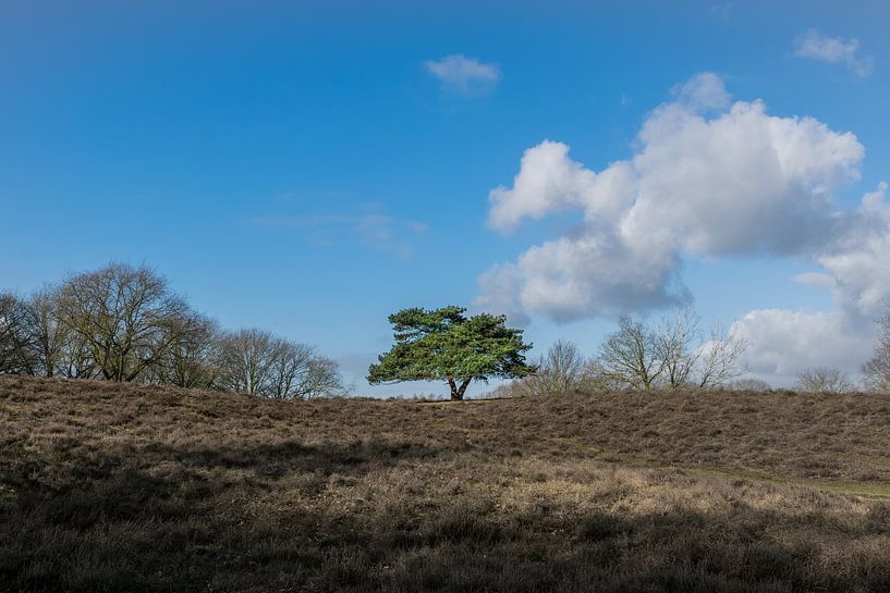 Arbre solitaire sur la lande par Patrick Verhoef