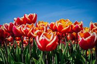 gros plan de tulipes rouges avec des éléments orange et blancs