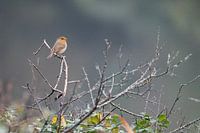 The song of the robin