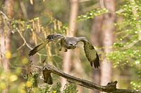 Buzzard in flight