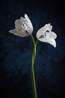 Tulipes dansantes Bleu de Delft