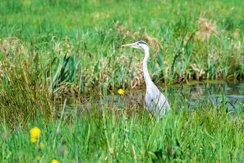 Héron bleu par Merijn Loch
