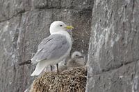 Drieteenmeeuw; Black-legged Kittiwake; Rissa Tridactyla