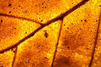 Queue de printemps sur une feuille d'automne brûlante