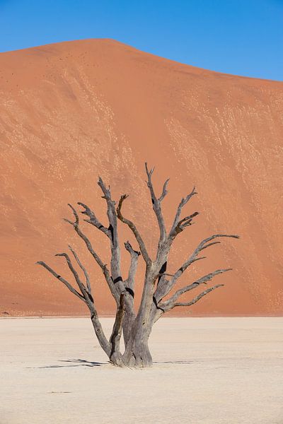 Deadvlei 5 von Albert Mendelewski