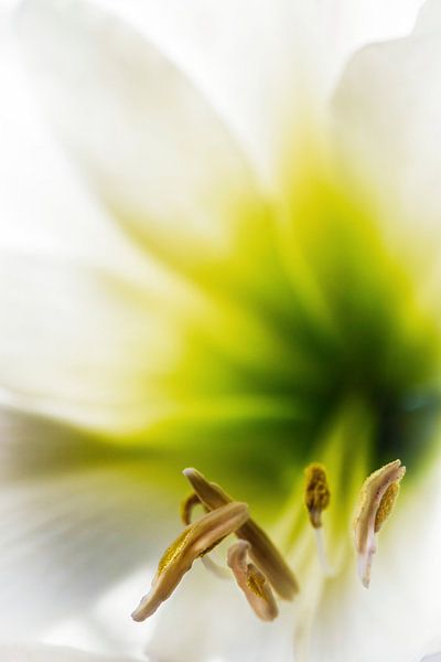 Amaryllis by Rob Boon