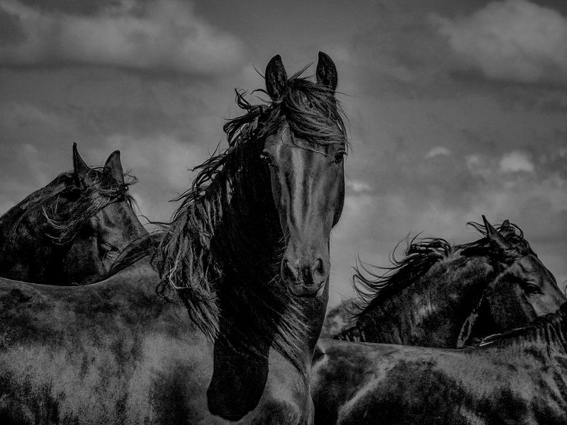 Friesian horses in the wind 3 by Miriam van Dun
