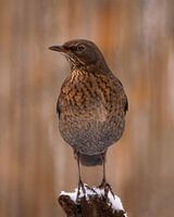 Thrush in the garden