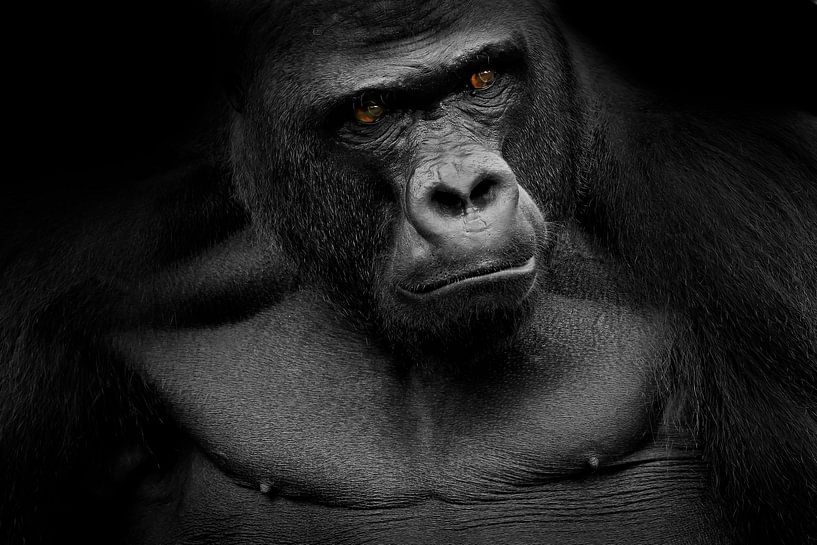 Gorilla von Heiko Lehmann