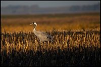 Kranich in der Abendsonne