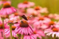 There's enough for everyone, bumblebee and peacock together on Echinacea