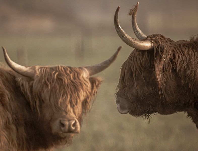 Les vaches s'embrassent par natascha verbij