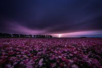 Orage au-dessus des fleurs des champs