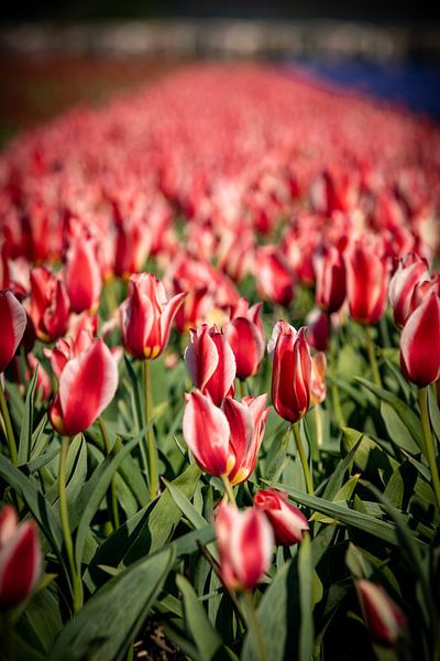 champ de bulbes de tulipes rouges en bulbes à fleurs lisses par Erik van 't Hof