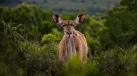 Antilope curieuse dans la nature sauvage du parc d'éléphants d'Addo