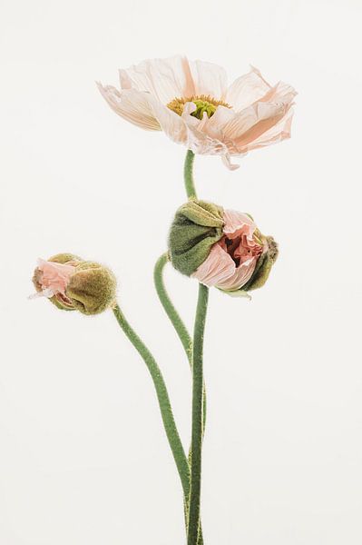 Poppy trio salmon pink by Mevrouw KiekkieK