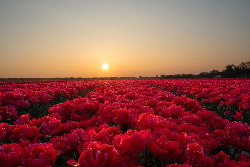 Champ de tulipes roses au lever du soleil par Sander van Hemert