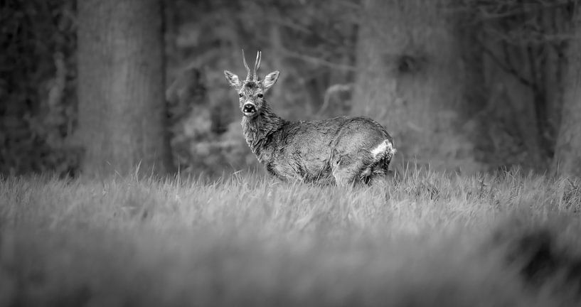 Ree noir et blanc par Lisa Dumon