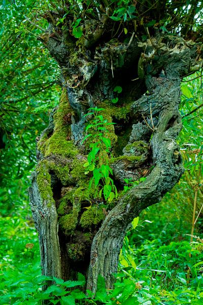 Le saule de Pollard dans les Rhoonse Grienden par FotoGraaGHanneke