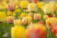 Bunte Tulpen
