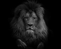 Porträt von Löwe - Schwarz und weiß
