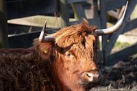 Scottish Highlander