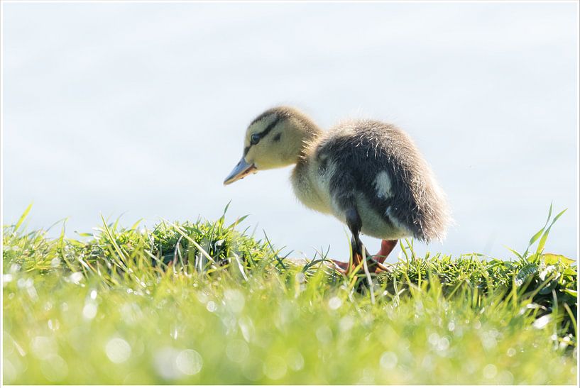 Entenküken Küken von Hetwie van der Putten