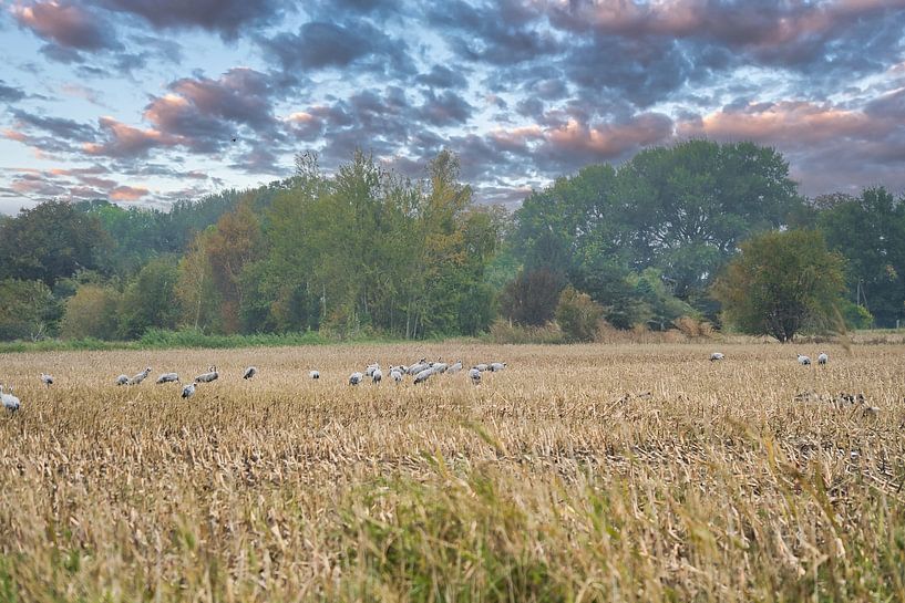 Grues dans un champ moissonné par Martin Köbsch