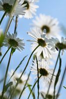 Des marguerites blanches poussent dans une prairie