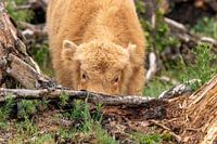 Schottisches Hochlandrind