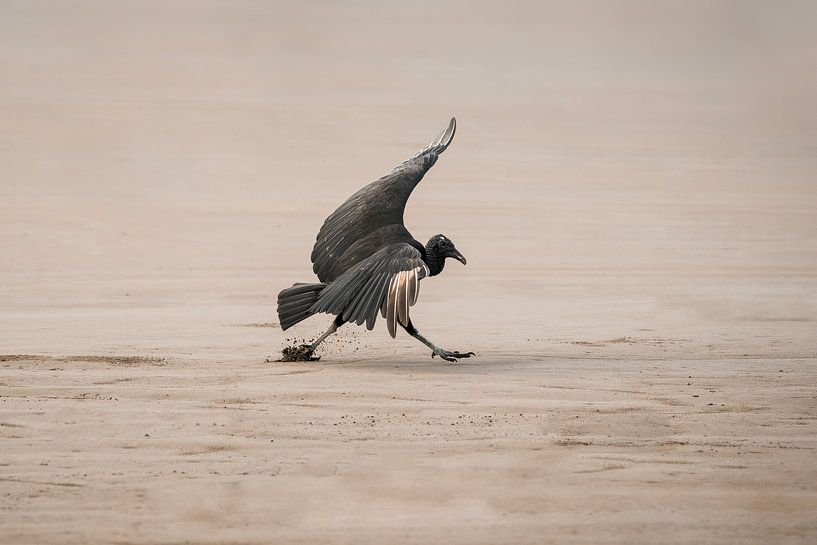 Majestueuze Vlucht Zwarte Gier in Beweging van Femke Ketelaar