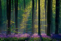 Jacinthes de forêt dans une scène de forêt mystique