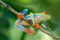 Roodoogmakikikker (Red Eyed Treefrog Costa Rica)