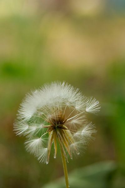 Pissenlit par Bas Nuijten