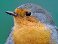 Portrait of a robin