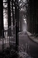 Route rurale avec de grands arbres dans la fraîcheur du matin