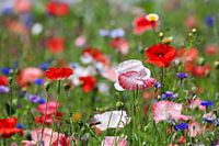 Flower meadow with poppies