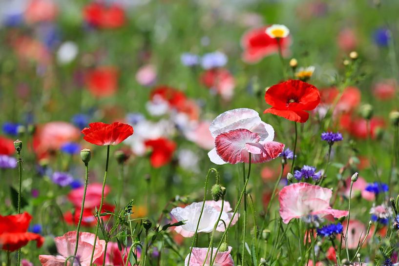 Blumenwiese mit Mohnblumen von fotoping